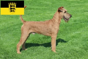Read more about the article Irish Terrier crescători și căței în Baden-Württemberg