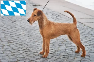 Read more about the article Crescători de Terrier irlandez și căței în Bavaria
