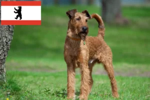 Read more about the article crescători de Terrier irlandez și căței în Berlin