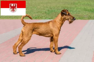 Read more about the article Crescători de Terrier irlandez și căței în Brandenburg