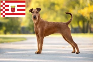 Read more about the article Irish Terrier crescător și căței în Bremen