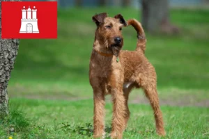 Read more about the article crescători de Terrier irlandez și căței în Hamburg