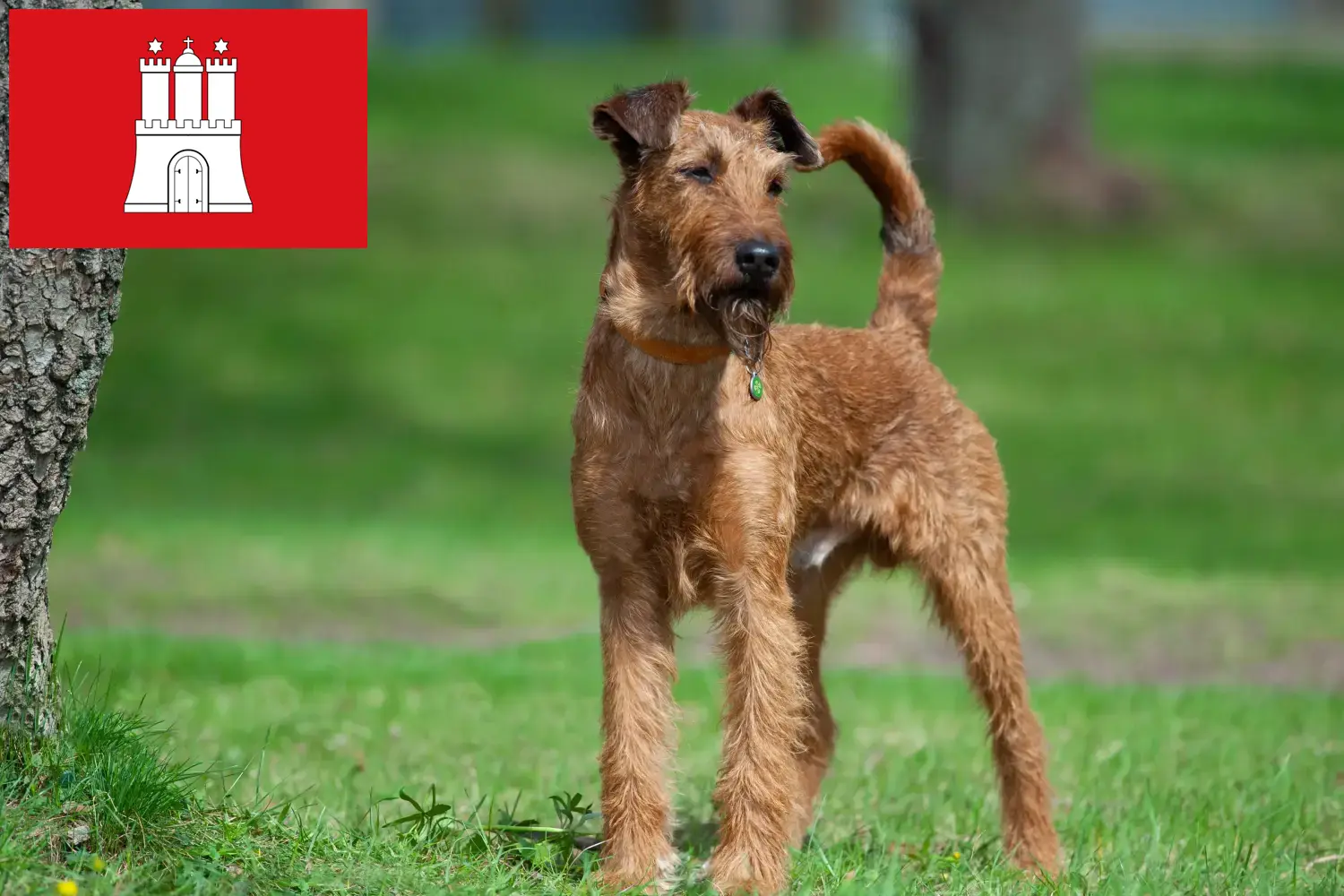 Read more about the article crescători de Terrier irlandez și căței în Hamburg