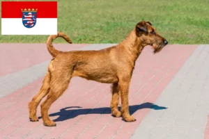 Read more about the article Crescători de Terrier irlandez și căței în Hessen