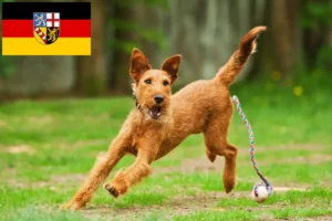 Read more about the article Irish Terrier crescători și căței în Saarland