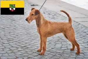 Read more about the article Crescători de Terrier irlandez și căței în Saxonia-Anhalt