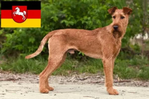Read more about the article Crescători de Terrier irlandez și căței în Saxonia Inferioară