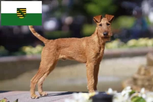 Read more about the article Crescători de Terrier irlandez și căței în Saxonia