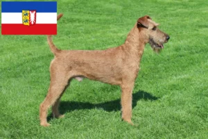 Read more about the article Crescători de Terrier irlandez și căței în Schleswig-Holstein
