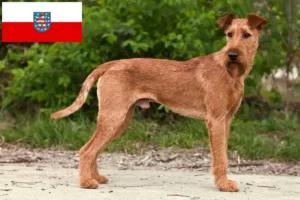 Read more about the article Crescători de Terrier irlandez și căței în Thuringia