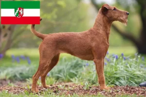 Read more about the article Irish Terrier crescători și căței în Renania de Nord-Westfalia