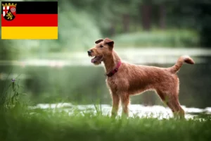 Read more about the article Crescători de Terrier irlandez și căței în Renania-Palatinat