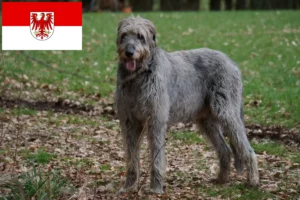 Read more about the article Irish Wolfhound crescători și căței în Brandenburg