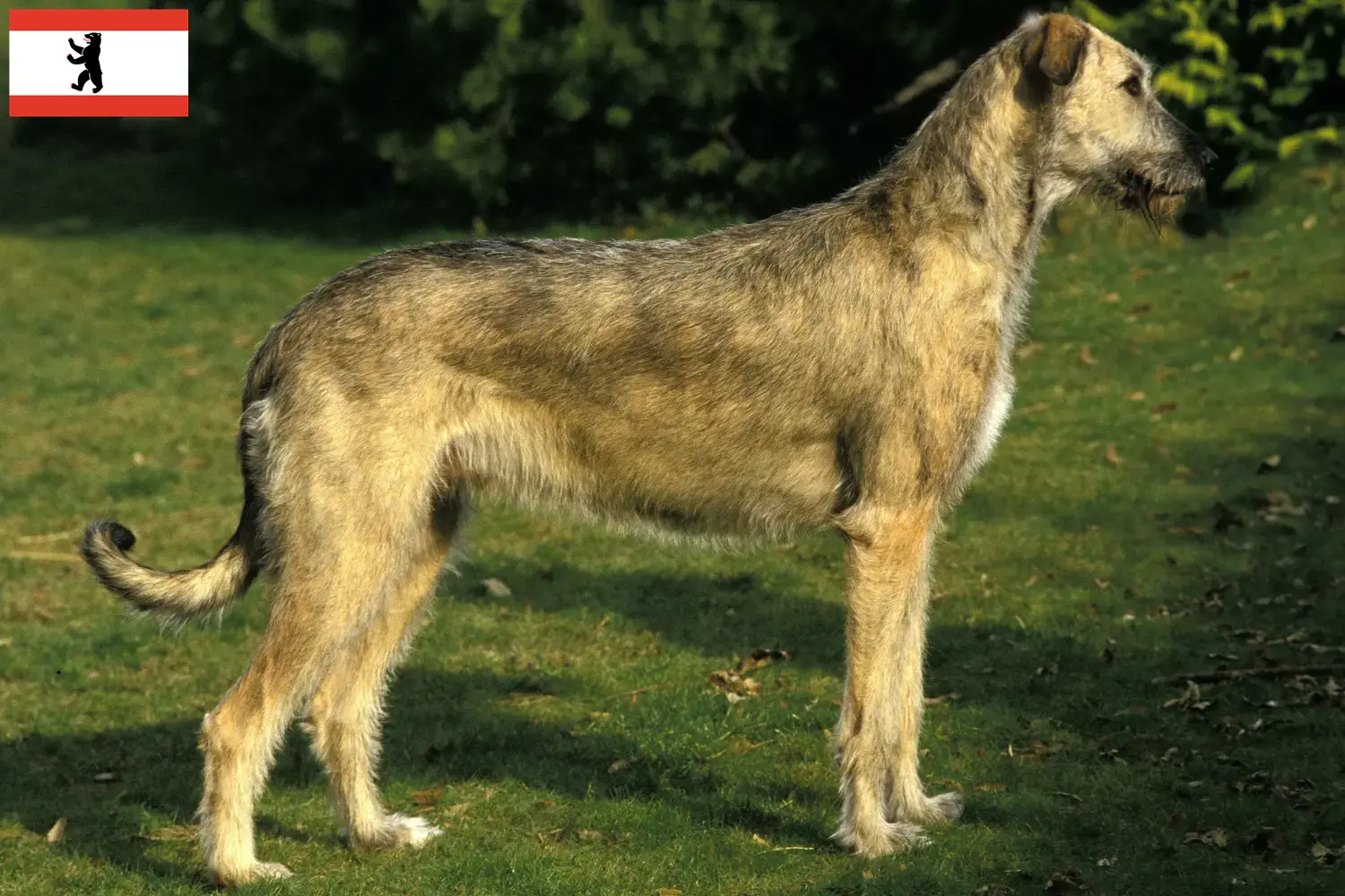 Read more about the article Irish Wolfhound crescători și căței în Berlin