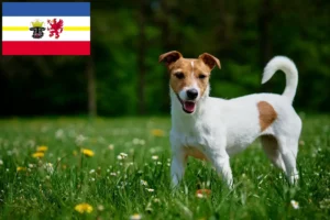Read more about the article Jack Russell crescători și căței în Mecklenburg-Vorpommern