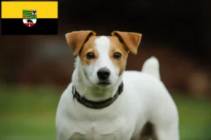 Read more about the article Jack Russell crescători și căței în Saxonia-Anhalt