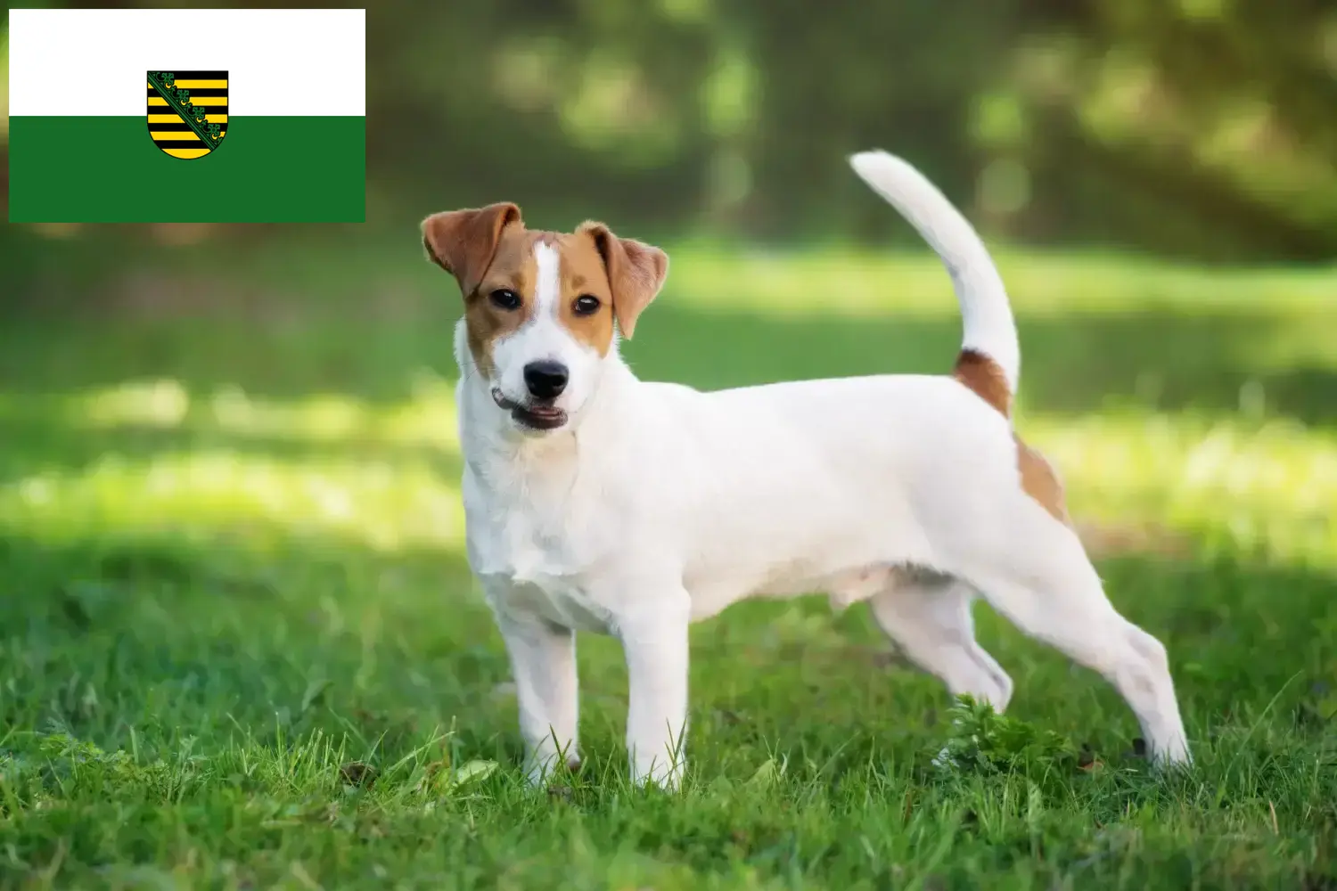 Read more about the article Jack Russell crescători și căței în Saxonia