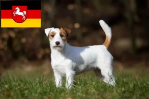Read more about the article Jack Russell crescători și căței în Saxonia Inferioară