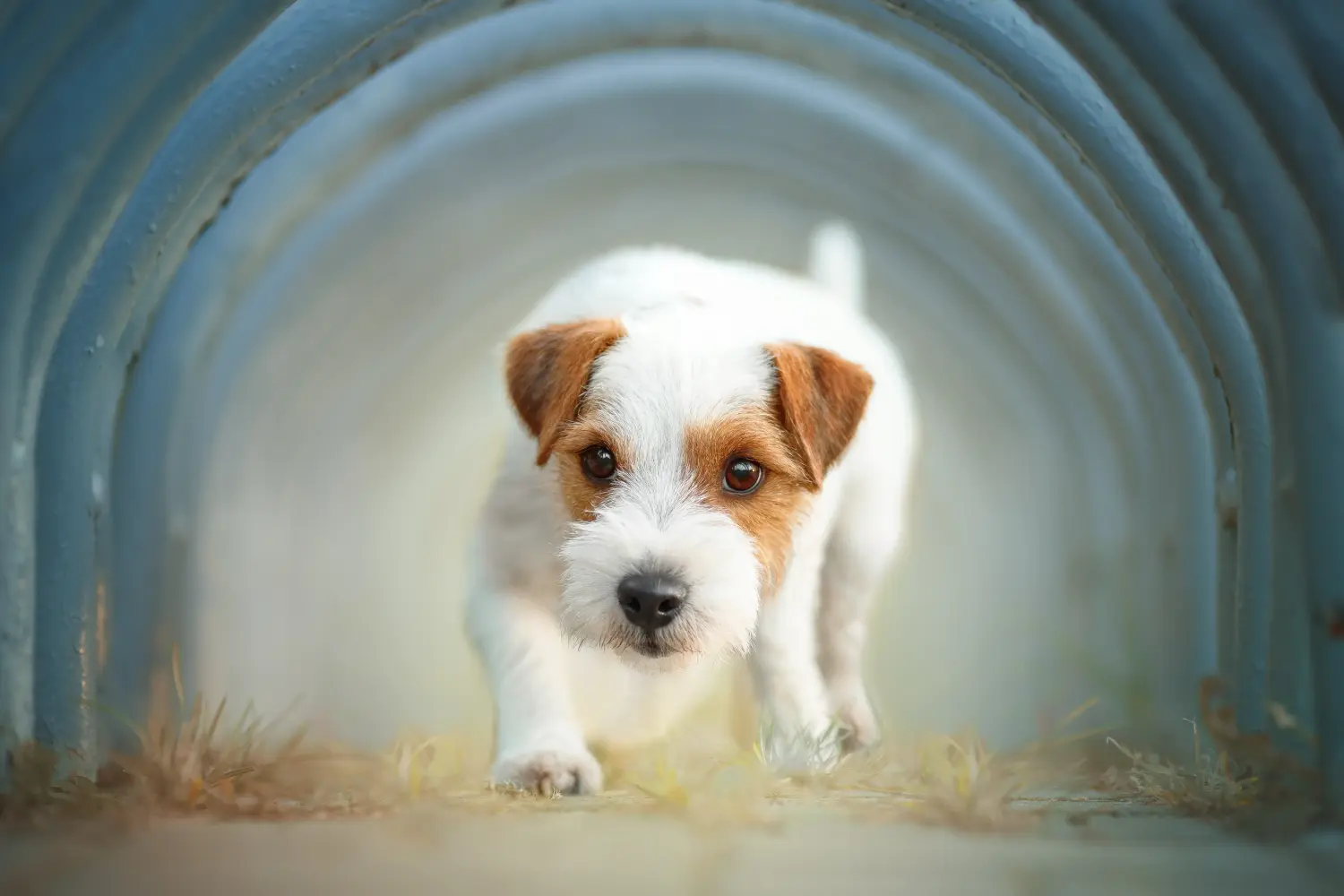 Cumpărarea unui cățel Jack Russell înseamnă asumarea responsabilității! Cumpărați cățeluși Jack Russell.