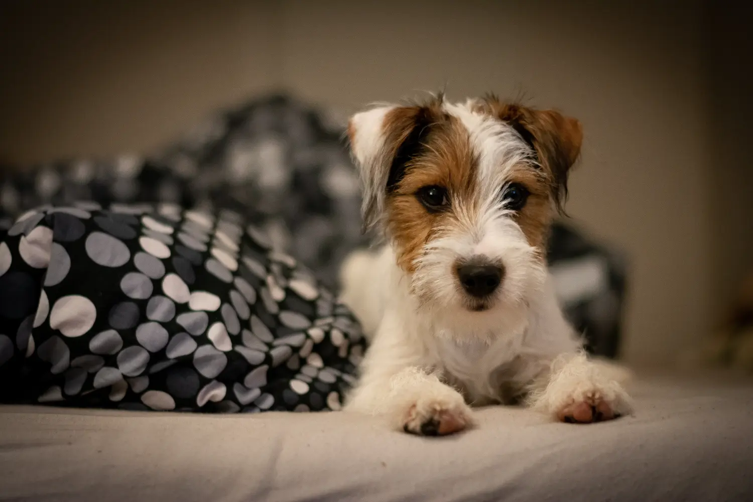 Cumpărarea unui cățel Jack Russell înseamnă asumarea responsabilității! Cumpărați cățeluși Jack Russell.