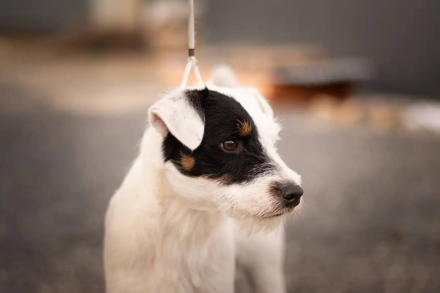 Cumpărarea unui cățel Jack Russell înseamnă asumarea responsabilității! Cumpărați cățeluși Jack Russell.