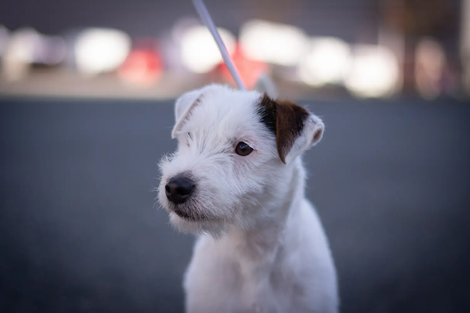 Cumpărarea unui cățel Jack Russell înseamnă asumarea responsabilității! Cumpărați cățeluși Jack Russell.