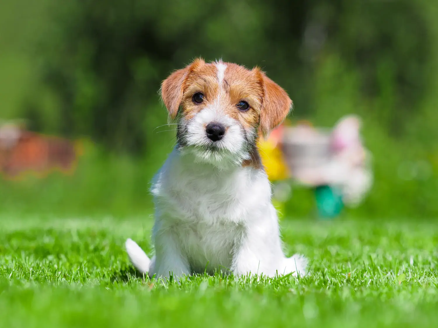 Cumpărarea unui cățel Jack Russell înseamnă asumarea responsabilității! Cumpărați cățeluși Jack Russell.
