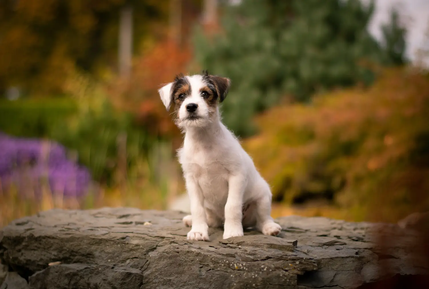 Cumpărarea unui cățel Jack Russell înseamnă asumarea responsabilității! Cumpărați cățeluși Jack Russell.