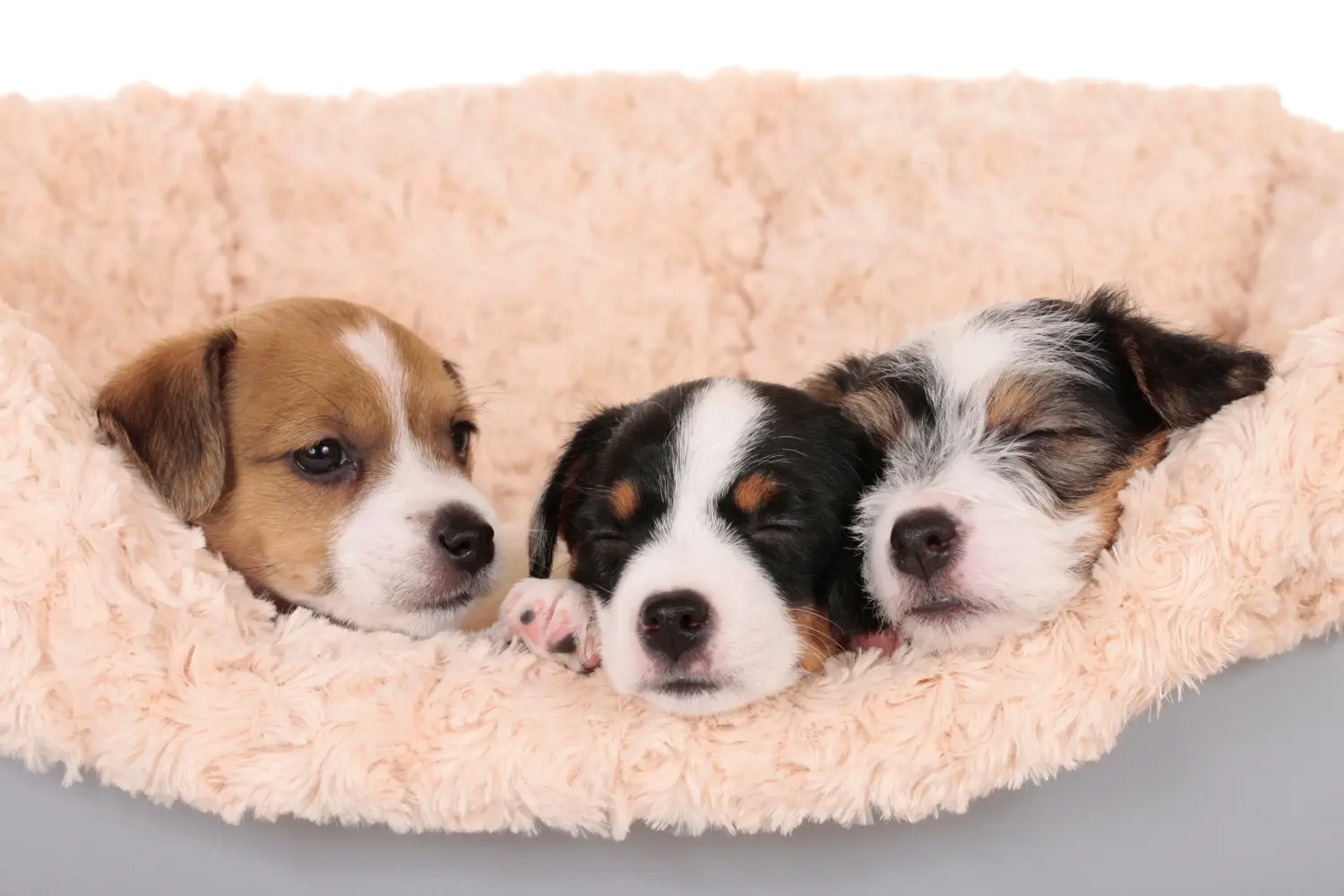 Cumpărarea unui cățel Jack Russell înseamnă asumarea responsabilității! Cumpărați cățeluși Jack Russell.