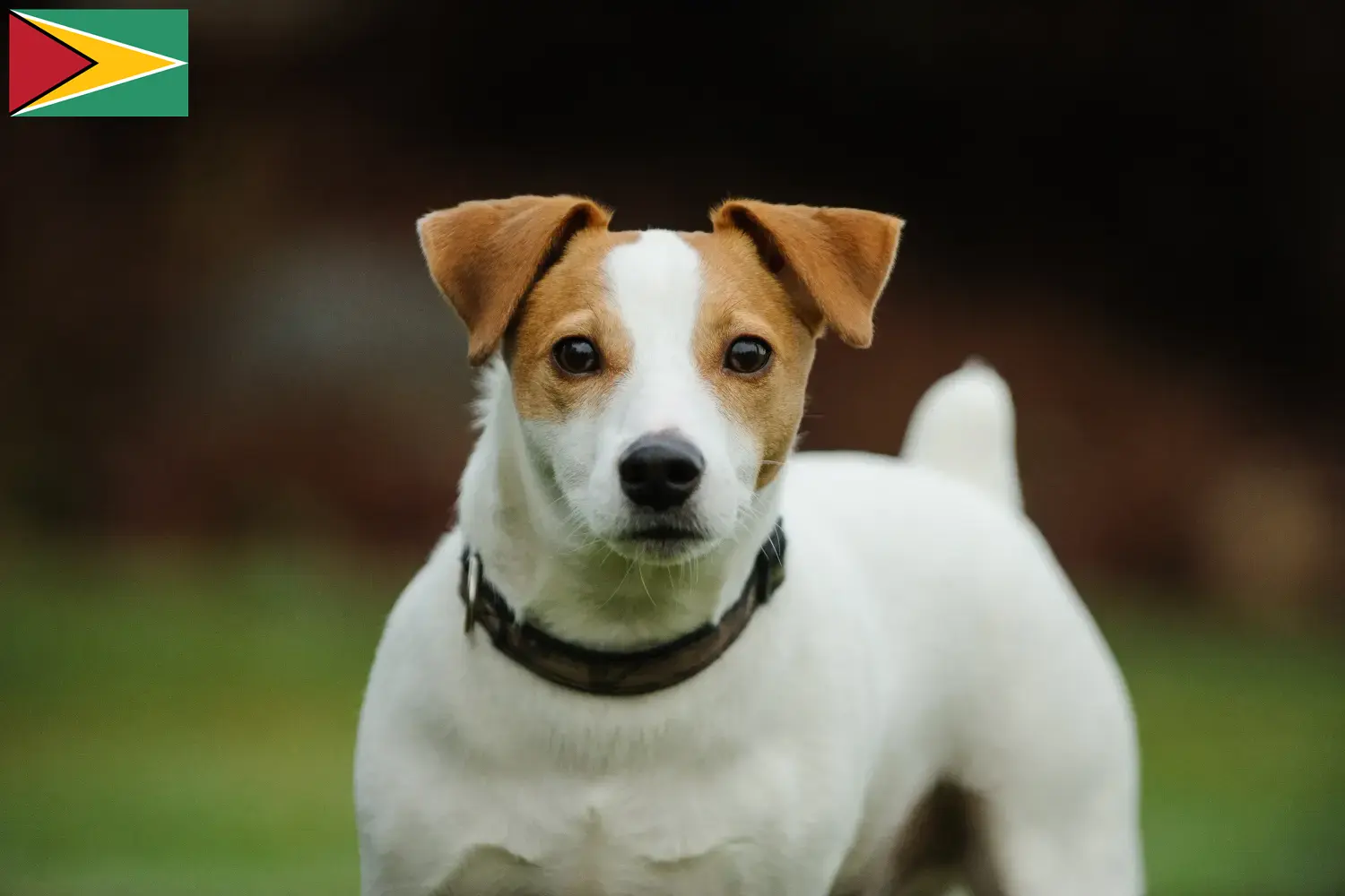 Read more about the article Jack Russell crescători și căței în Guyana