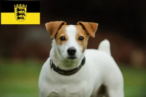 Read more about the article Jack Russell crescători și căței în Baden-Württemberg