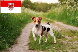 Read more about the article Jack Russell crescători și căței în Brandenburg