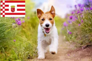 Read more about the article Jack Russell crescători și căței în Bremen