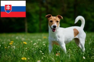 Read more about the article Jack Russell crescători și căței în Slovacia