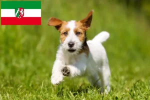 Read more about the article Jack Russell crescători și căței în Renania de Nord-Westfalia