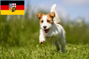 Read more about the article Jack Russell crescători și căței în Saarland