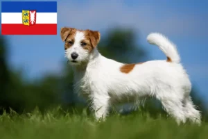 Read more about the article Jack Russell crescători și căței în Schleswig-Holstein