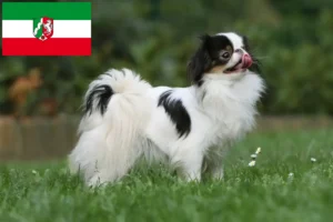 Read more about the article Japan Chin crescători și căței în Renania de Nord-Westfalia