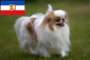 Read more about the article Japan Chin crescători și căței în Schleswig-Holstein