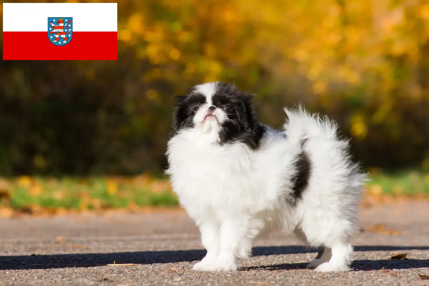 Read more about the article Japan Chin crescători și căței în Thuringia
