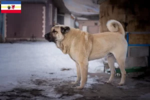 Read more about the article Kangal crescători și căței în Mecklenburg-Vorpommern