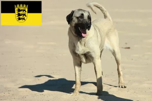 Read more about the article Kangal crescători și căței în Baden-Württemberg