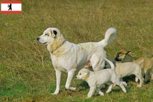 Read more about the article Kangal crescători și căței în Berlin