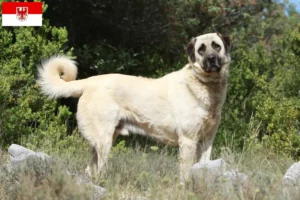 Read more about the article Kangal crescători și căței în Brandenburg
