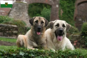 Read more about the article Kangal crescători și căței în Saxonia