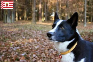 Read more about the article Karelian Bear Dog Bremen, crescător de câini și căței în Bremen