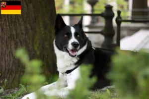 Read more about the article Karelian Bear câine crescători de câini și căței în Renania-Palatinat