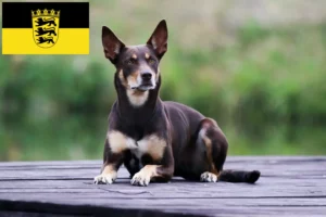 Read more about the article Australian Kelpie crescători și căței în Baden-Württemberg