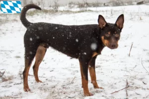 Read more about the article Australian Kelpie crescători și căței în Bavaria