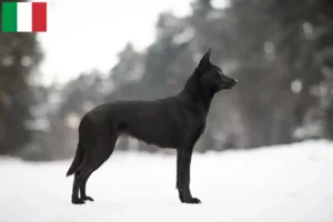 Read more about the article Australian Kelpie crescători și căței în Italia